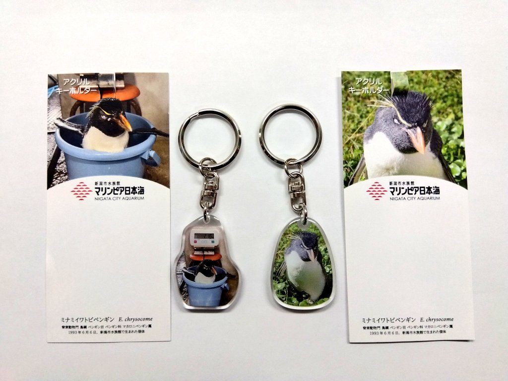 新発売!】 オリジナル ミナミイワトビペンギン アクリルキーホルダー