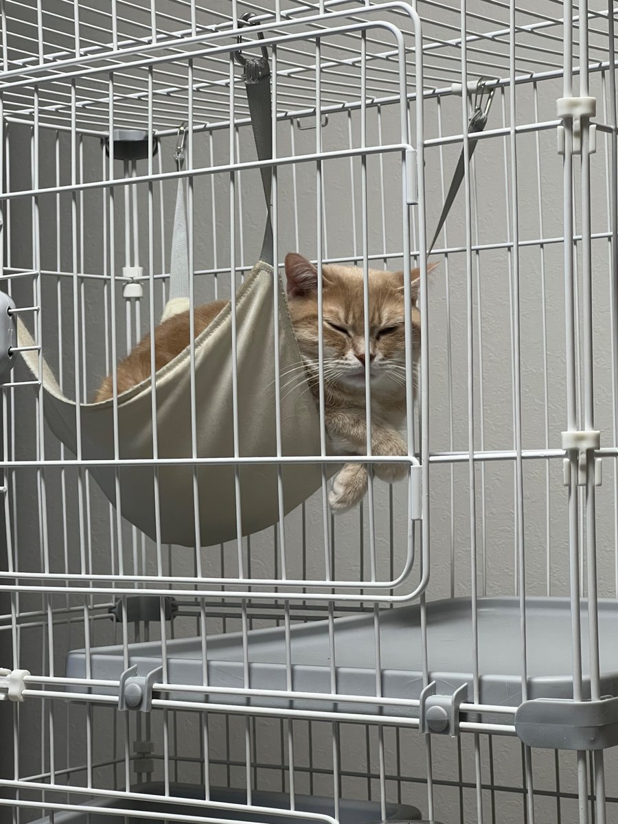 ji231208's tweet photo. 朝8時前のレオさん🐱

これは7時50分の写真です😪

#猫のいる暮らし #ねこかわいいね #ねこあつめ２ #ねこレストラン #ねこ #レオ #れおたそ https://t.co/f39iaW7s32