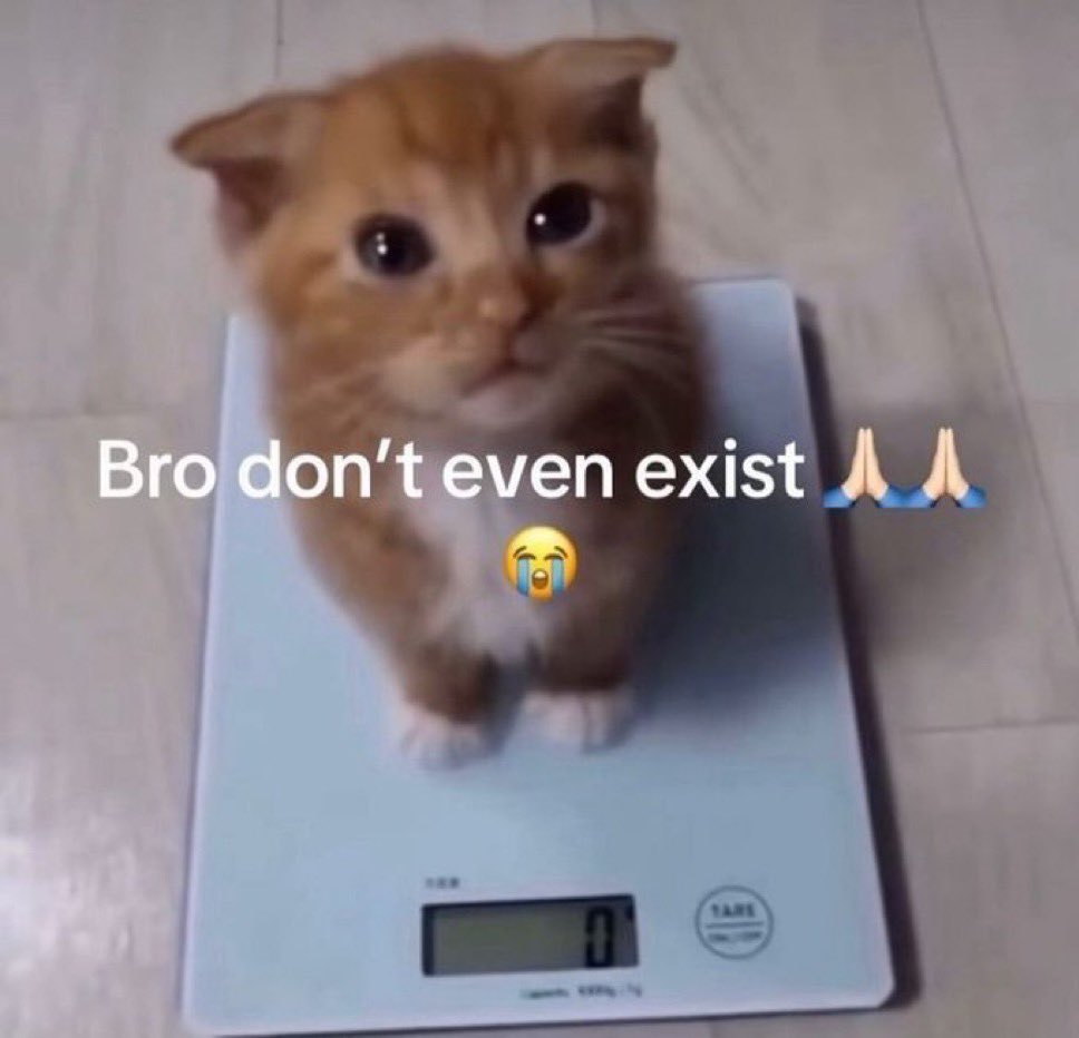 Punch Cat tweet media