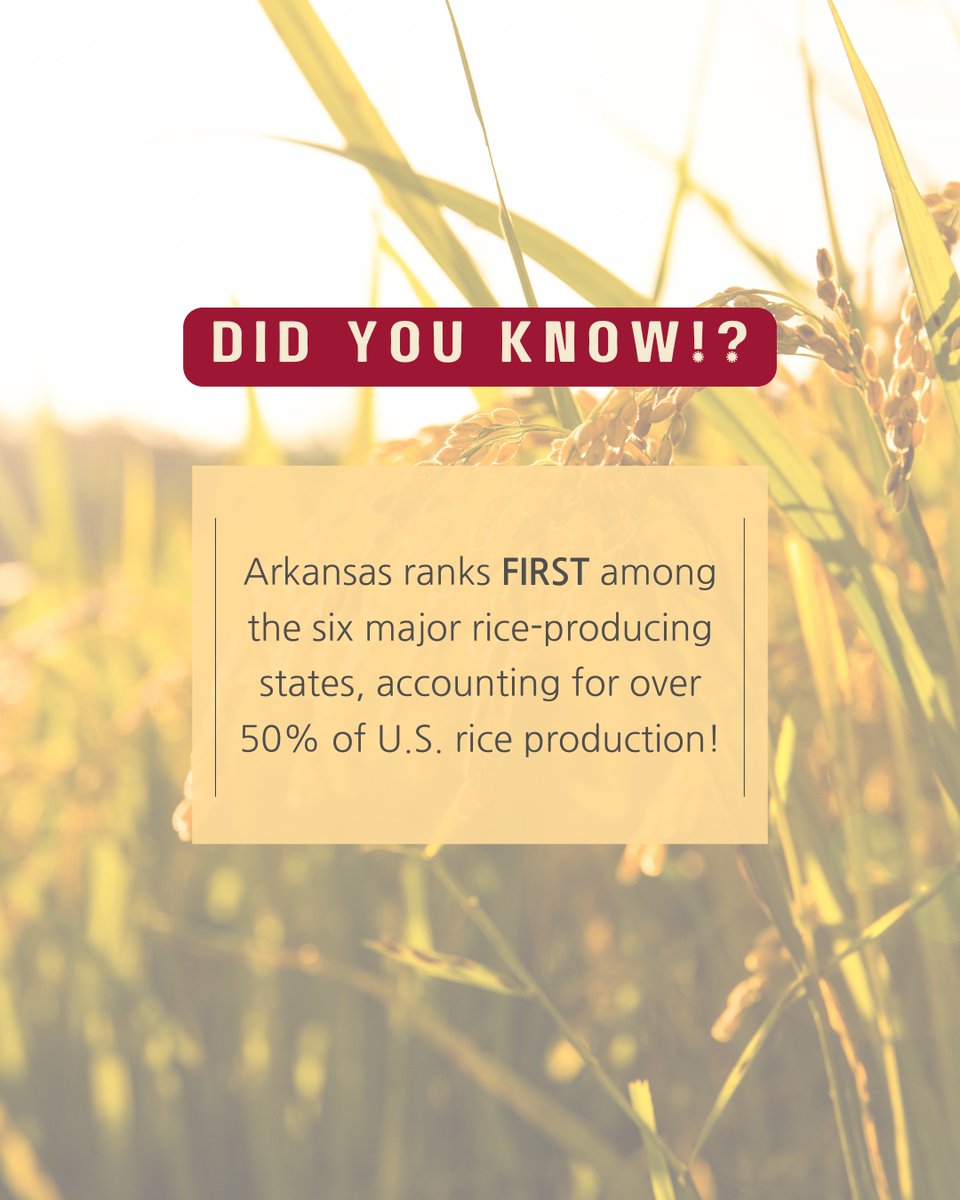 Happy Tuesday! We are starting the week off right with another "Did You Know" fun fact! This time about Arkansas Rice!! 

#arkansasrice #rice #arkansas #DidYouKnow #RiceFacts