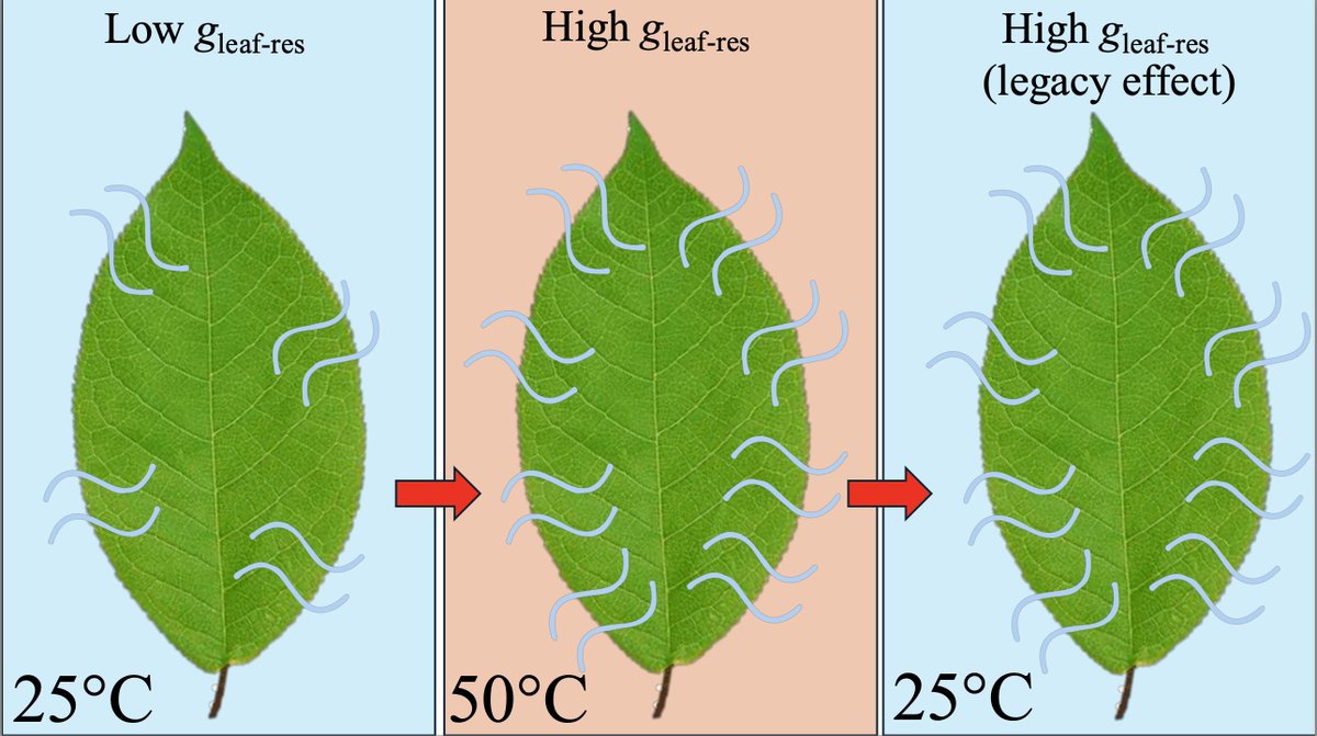 Paulo Menezes-Silva (@p_menezes_silva) on Twitter photo 🔥Can heatwaves leave a thermal leaky legacy?🔥
Check out our paper published in <a href="/PlantPhys/">Plant Physiology</a> showing the gmin dynamics during and after thermal stress🍃📰
Extremely proud of my student Viviane!
Special thanks to <a href="/HCochard/">Hervé Cochard</a> <a href="/torresruizjm/">José M. Torres-Ruiz</a> <a href="/martijn_slot/">Martijn Slot</a>
doi.org/10.1093/plphys… 🔥Can heatwaves leave a thermal leaky legacy?🔥
Check out our paper published in <a href="/PlantPhys/">Plant Physiology</a> showing the gmin dynamics during and after thermal stress🍃📰
Extremely proud of my student Viviane!
Special thanks to <a href="/HCochard/">Hervé Cochard</a> <a href="/torresruizjm/">José M. Torres-Ruiz</a> <a href="/martijn_slot/">Martijn Slot</a>
doi.org/10.1093/plphys…