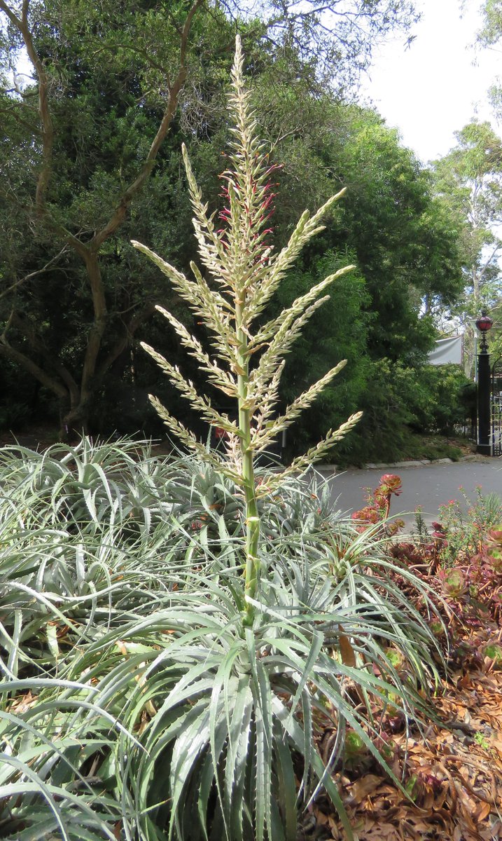 StuartWilliams_'s tweet photo. Unnamed Puya species at the Royal Botanic Gardens in Melbourne, near the Domain Road entrance
#RBGMelbourne #Puya #Bromeliaceae https://t.co/adcVjkHPvZ