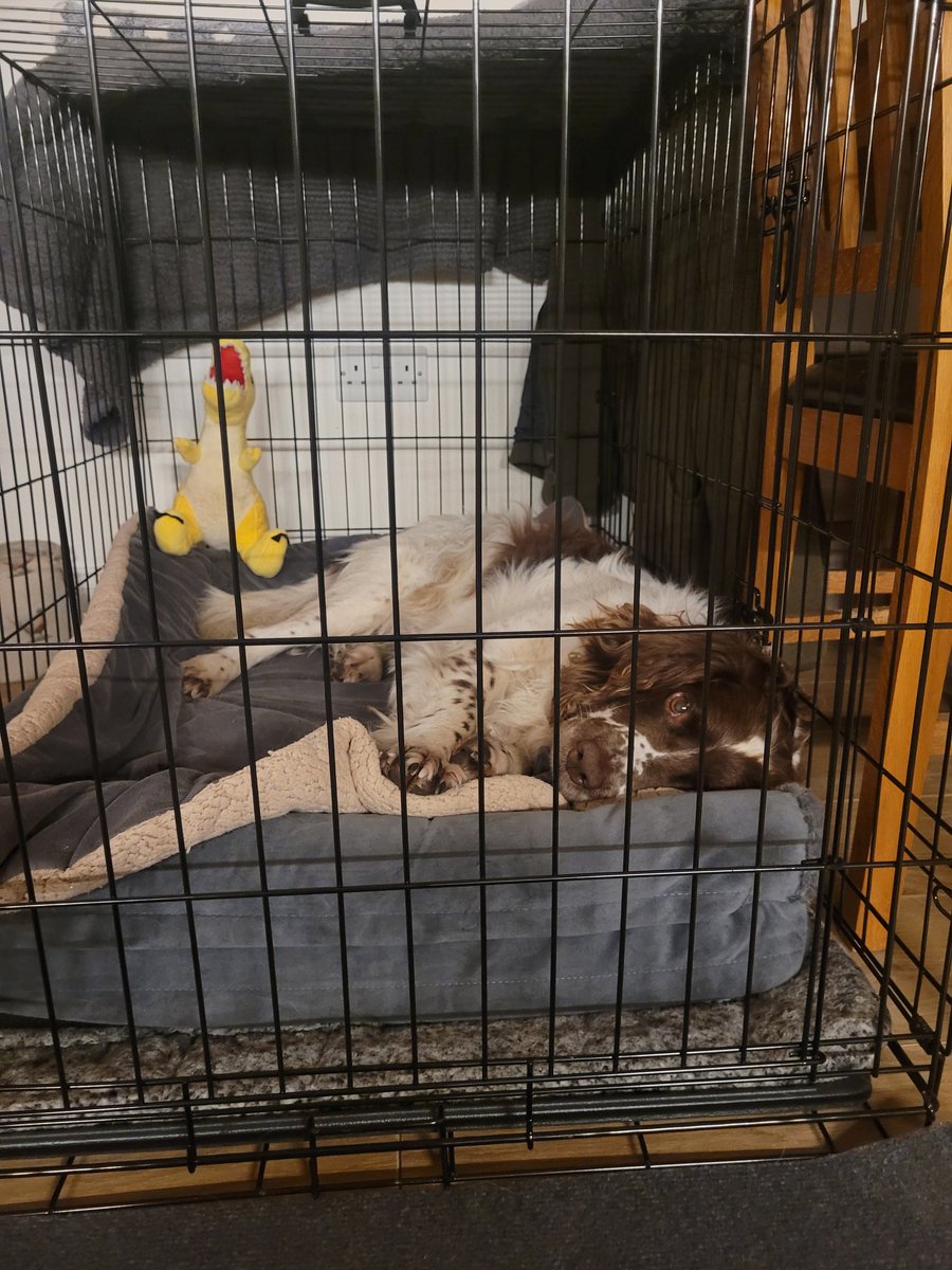 Well this is new territory for all of us. Bubba was rushed to a spinal vet today, had CT scans done to reveal he has a slipped disc at L1/L2, impinging the spinal cord by 30%. He is very wobbly at the back end. Managing with pain killers and strict rest. This dog 🥹🤦‍♀️