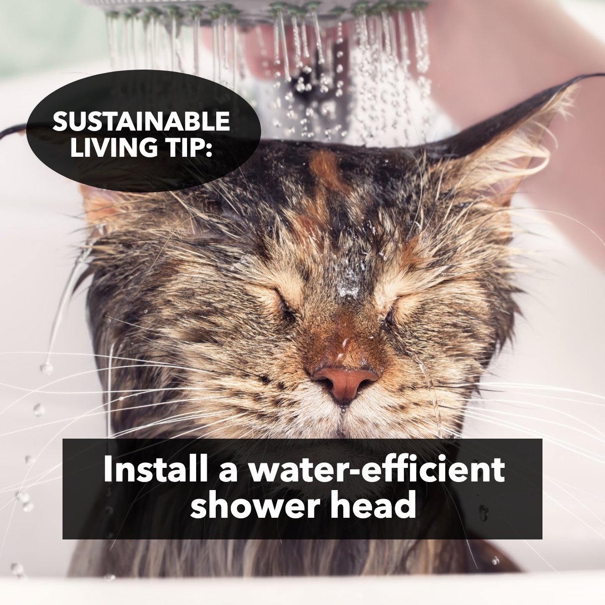 Scott_Schulte's tweet photo. This is a great tip that can save you a lot on water bills 💰... or maybe we could just skip showers altogether?

#SustainableLifestyle #sustainable #sustainability #shower https://t.co/fLTRmM0BlP