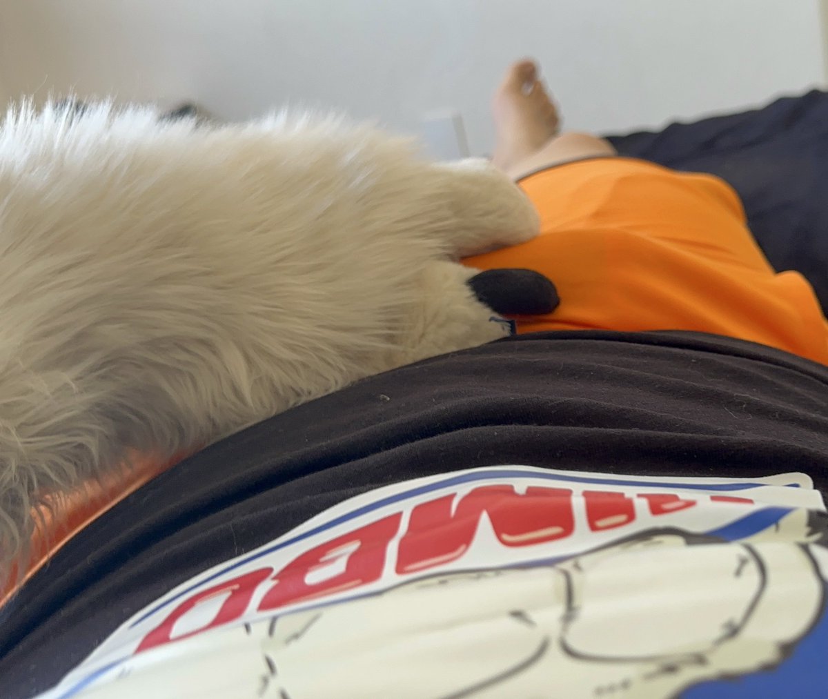 MaxTHoF's tweet photo. Hey buddy, today is #MurrsuitMonday, I'm bored in my bed, wanna play?
https://t.co/XRzg5jMf33 https://t.co/e4Wq0OrMGq