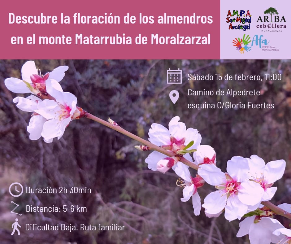 Conoces el espectáculo de la floración de los almendros en #Moralzarzal ?

Vente el próximo sábado 15 de febrero (11:00 am) a disfrutar de un paseo con las AMPAS de los CEIP El Raso y San Miguel