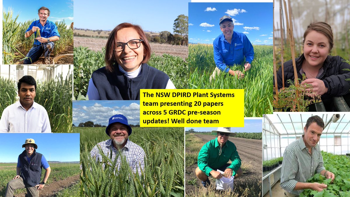📅Starting TODAY the NSW <a href="/theGRDC/">GRDC</a> updates.
The NSW DPIRD team happy to be presenting our research at plenty of these great events!

<a href="/nswagriculture/">NSW Agriculture</a> <a href="/GRDCNorth/">GRDC North</a> #GRDCupdates #GRDCupdates2025