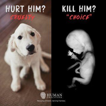 LifeNews.com (@lifenewshq) on Twitter photo 