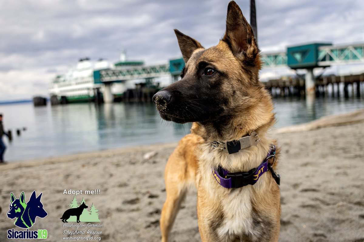 SicShotsNW's tweet photo. It was an @waedmonds kind of rescue puppy shoot yesterday for Dash, a puppy available for adoption from @WashingtonGSD. @wsferries Always make a great backdrop. #rescuedogs #adoptme #ferries #wawx #k5pets #edmondskindofday #edmondswa https://t.co/TdVp3Db0zi