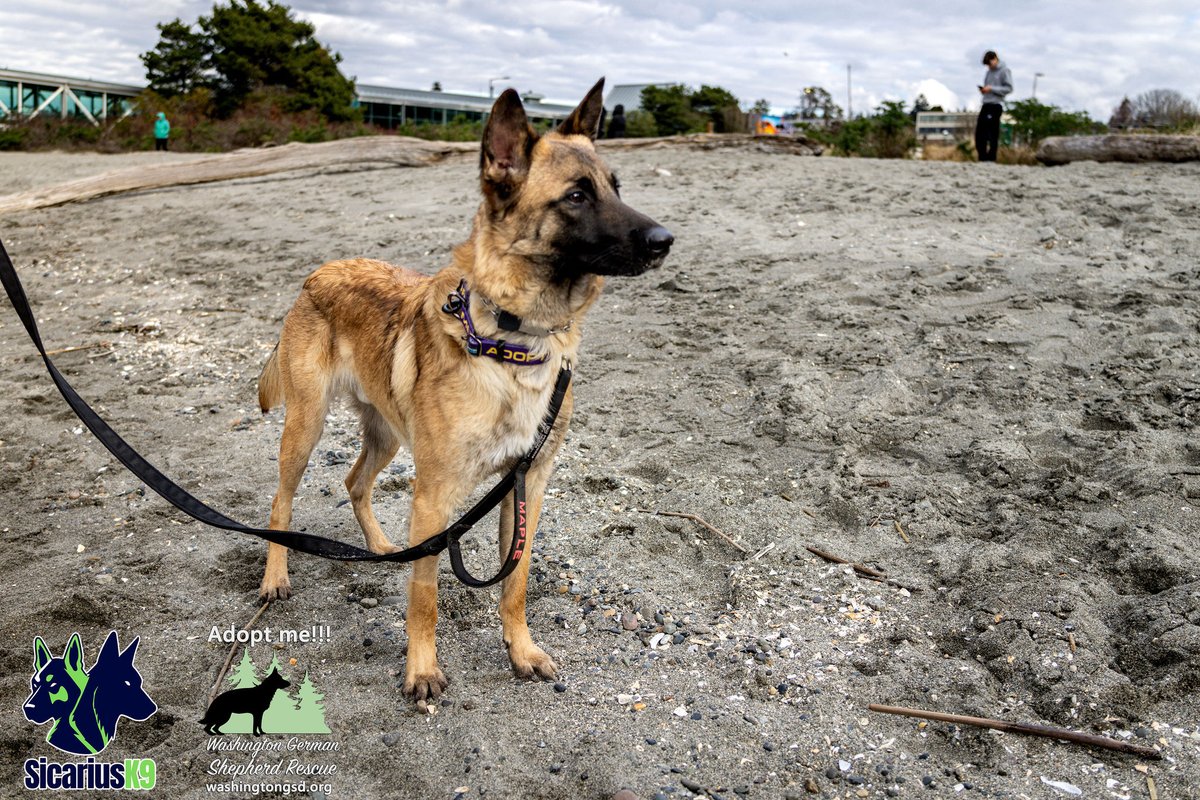 SicShotsNW's tweet photo. It was an @waedmonds kind of rescue puppy shoot yesterday for Dash, a puppy available for adoption from @WashingtonGSD. @wsferries Always make a great backdrop. #rescuedogs #adoptme #ferries #wawx #k5pets #edmondskindofday #edmondswa https://t.co/TdVp3Db0zi