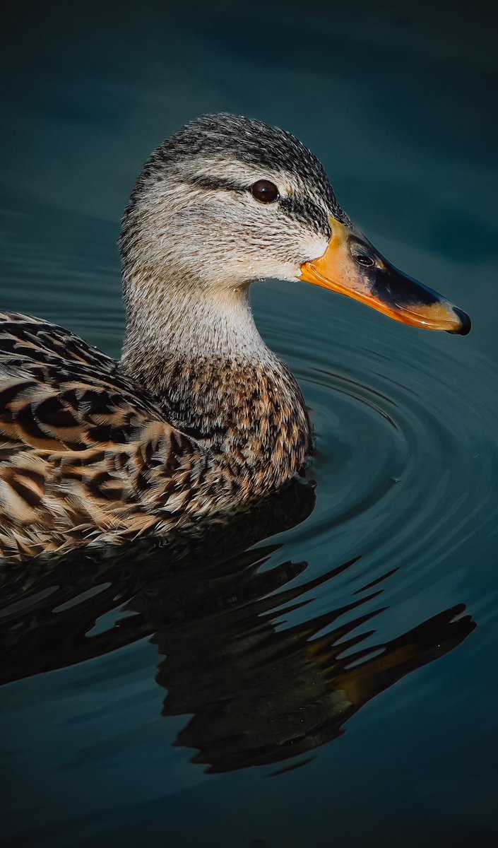 Offroadsite's tweet image. 