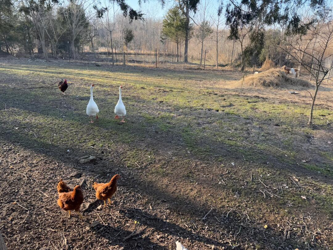 Addy_arjunaidi3's tweet image. My friend has a farm with horses, sheep, chickens, and geese. Every day, I get to see them running freely on the grass, enjoying the peaceful, countryside life #FarmLife #CountryLiving #Animals #HorsebackRiding #Sheep #Chickens #Geese #NatureVibes #RuralLife #FarmAdventure