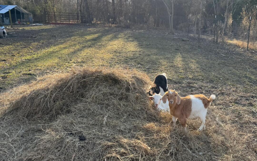 Addy_arjunaidi3's tweet image. My friend has a farm with horses, sheep, chickens, and geese. Every day, I get to see them running freely on the grass, enjoying the peaceful, countryside life #FarmLife #CountryLiving #Animals #HorsebackRiding #Sheep #Chickens #Geese #NatureVibes #RuralLife #FarmAdventure
