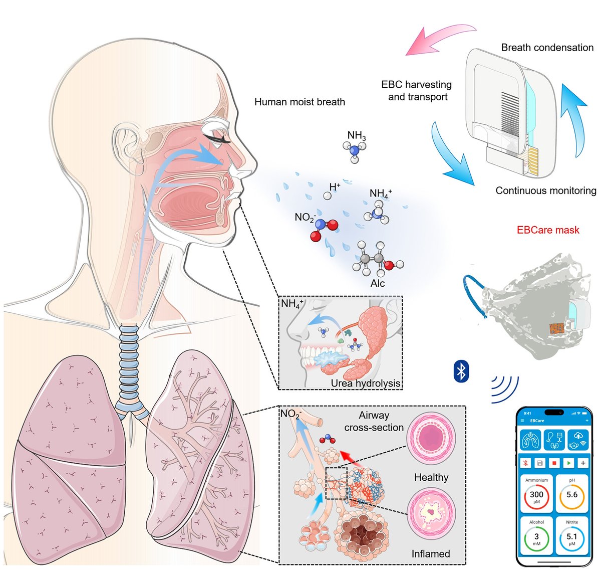 Respiratory Research Center tweet media