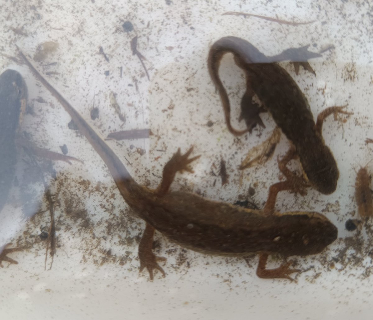 Javier Romera (@xavierromerac) on Twitter photo Tritons palmats (Lissotriton helveticus) al delta de la Tordera, Malgrat de Mar.
Més informació...
facebook.com/share/p/18EsWo… <a href="/deltalatorder_a/">Deltalatordera</a> Tritons palmats (Lissotriton helveticus) al delta de la Tordera, Malgrat de Mar.
Més informació...
facebook.com/share/p/18EsWo… <a href="/deltalatorder_a/">Deltalatordera</a>