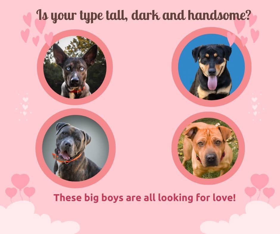Lifelong Friends Pet Adoptions (@lifelongpet) on Twitter photo 