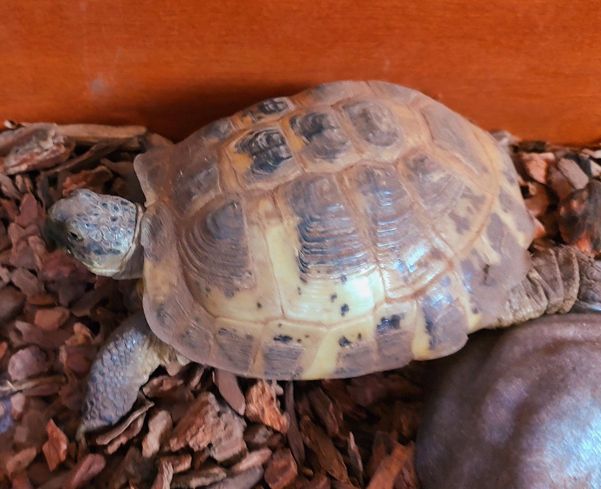 RicksRambles tweet media