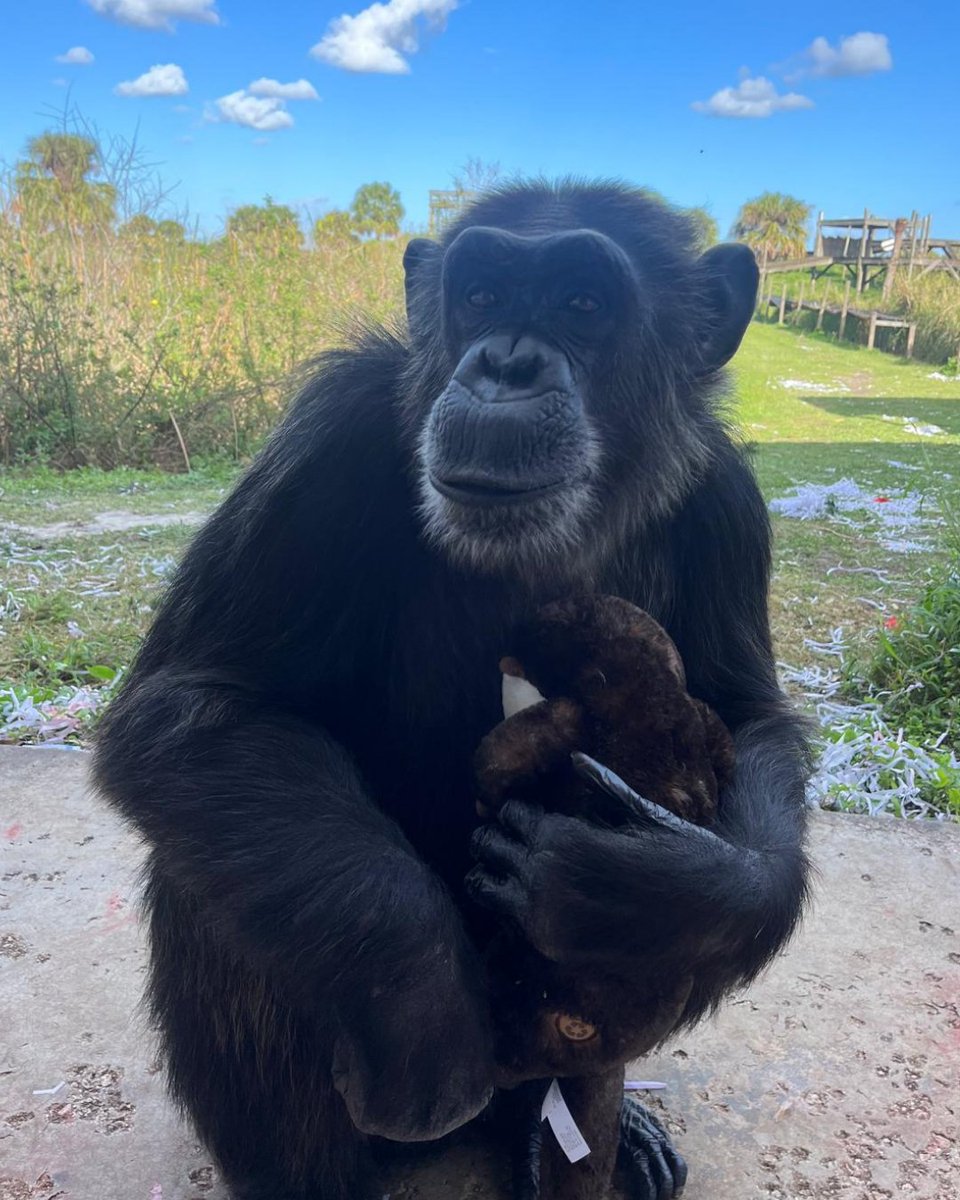 SaveTheChimps's tweet image. It's with heavy hearts that we announce the passing of Angelica, a beloved member of our chimp family. In 2002, Angelica was among the 266 chimps rescued from the Coulston Foundation. She'll be deeply missed. Read more about Angelica & donate in her honor: bit.ly/angelica25