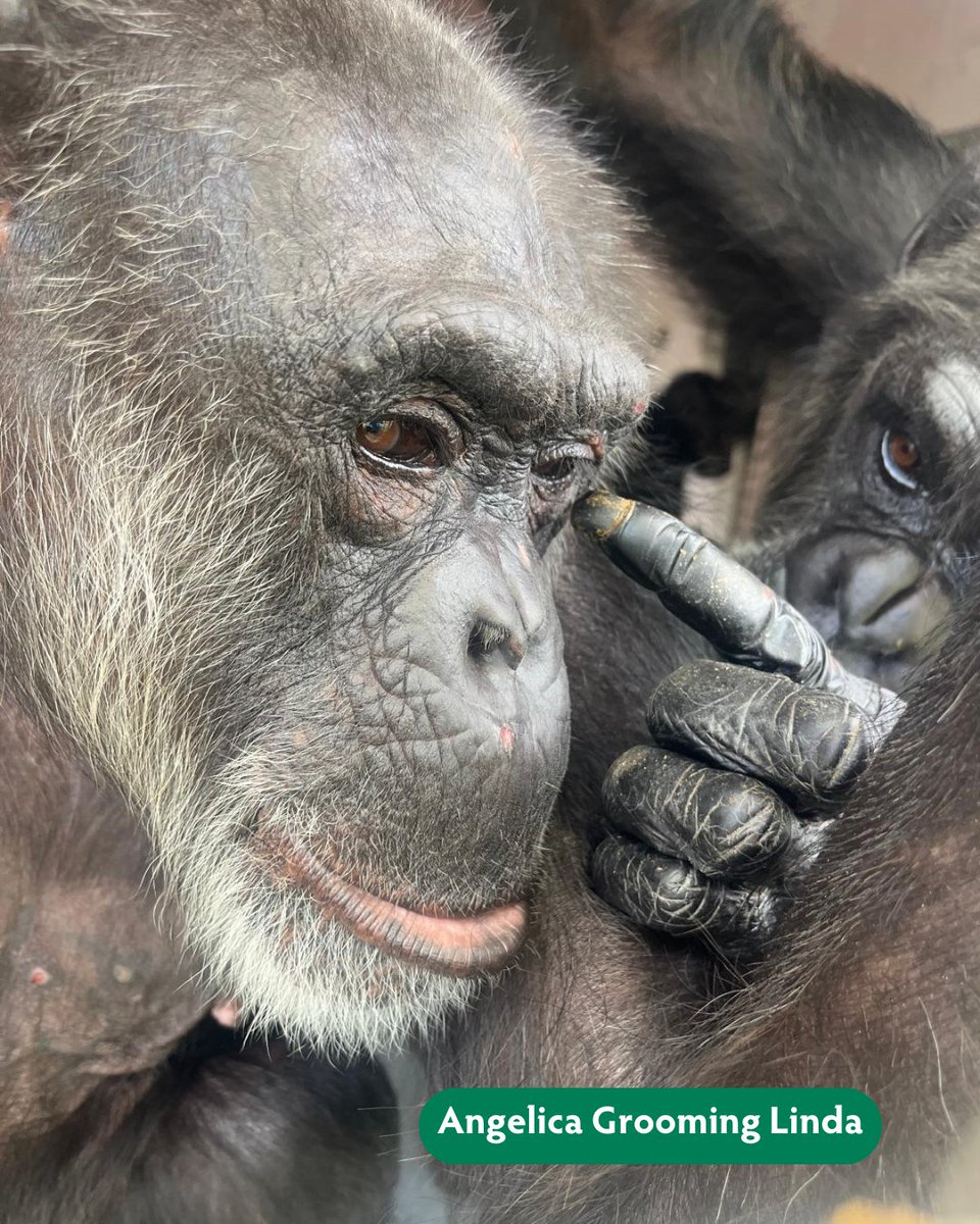 SaveTheChimps's tweet image. It's with heavy hearts that we announce the passing of Angelica, a beloved member of our chimp family. In 2002, Angelica was among the 266 chimps rescued from the Coulston Foundation. She'll be deeply missed. Read more about Angelica & donate in her honor: bit.ly/angelica25