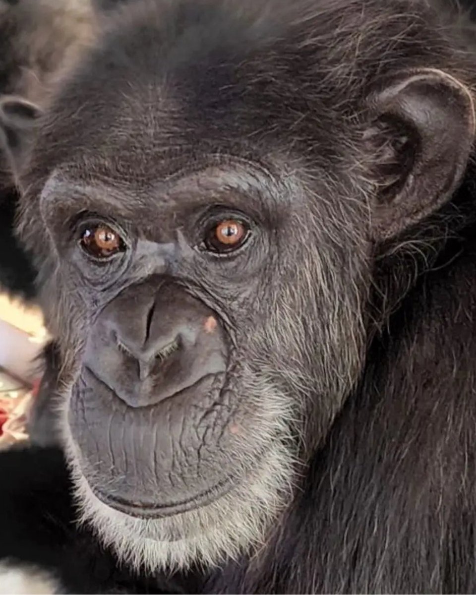 SaveTheChimps's tweet image. It's with heavy hearts that we announce the passing of Angelica, a beloved member of our chimp family. In 2002, Angelica was among the 266 chimps rescued from the Coulston Foundation. She'll be deeply missed. Read more about Angelica & donate in her honor: bit.ly/angelica25