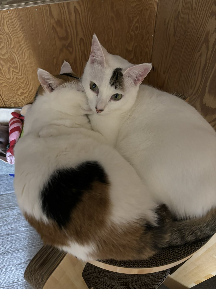 メイ🌸🍃𖡼.𖤣𖥧𖡼.𖤣𖥧 tweet media