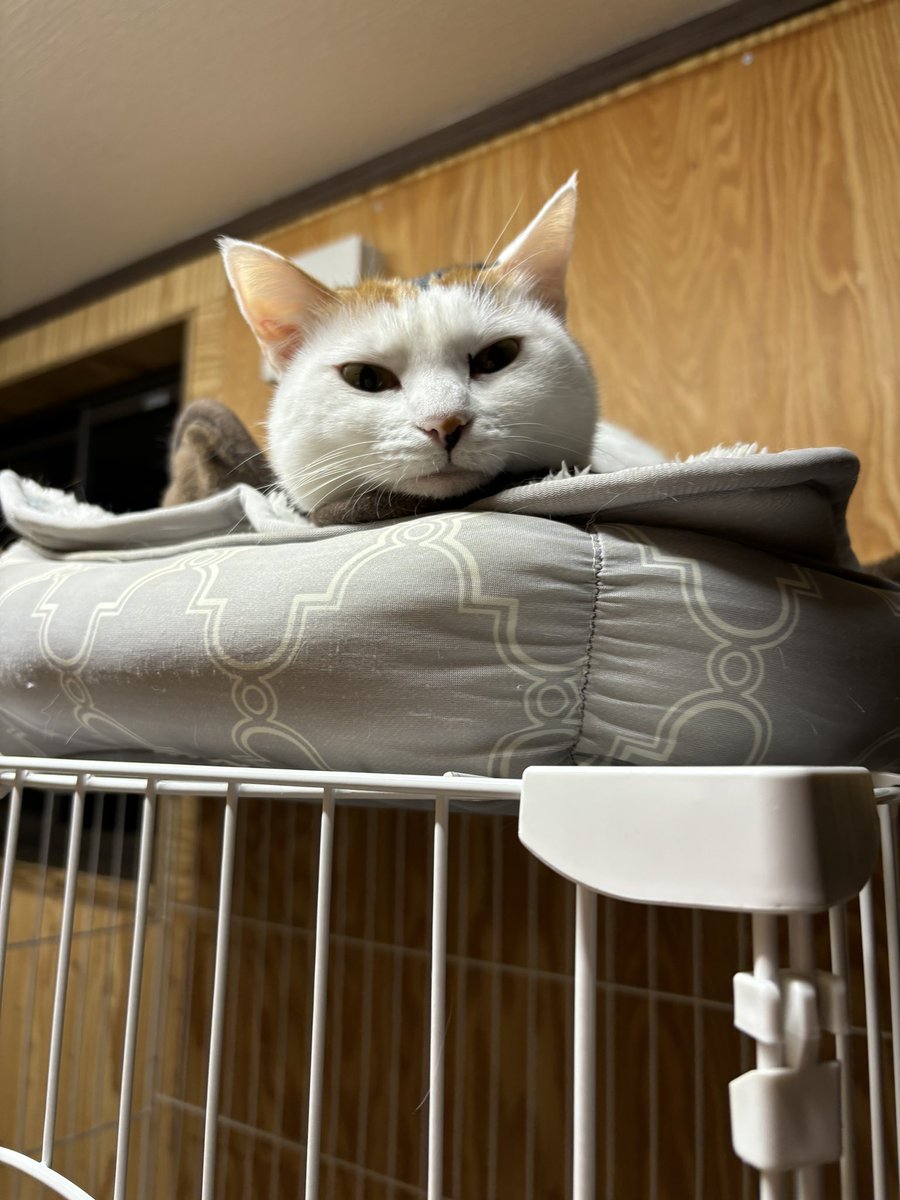 メイ🌸🍃𖡼.𖤣𖥧𖡼.𖤣𖥧 tweet media