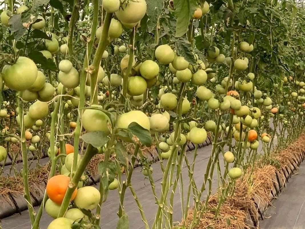 ModernAgri_Tips's tweet photo. These are the crops that guarantee a solid return on investment! 🌱💰 Smart farming, smart profits! 🚜 #Agribusiness #SmartFarming #ProfitableCrops #SustainableAgriculture https://t.co/RSxidou2jL
