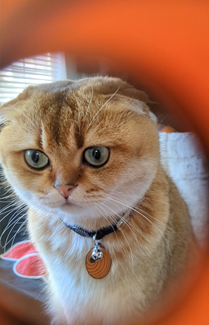Pawsonify's tweet photo. ๐ Happy Birthday to the one and only Obito Uchiha! ๐โจ Celebrate this iconic shinobi's journey with a touch of ninja flair for your furry friend. ๐พ๐
#HappyBirthdayObito #ObitoUchiha #Pawsonify #AnimePets #NarutoFans #ShinobiStyle https://t.co/46BqZ5sgIY