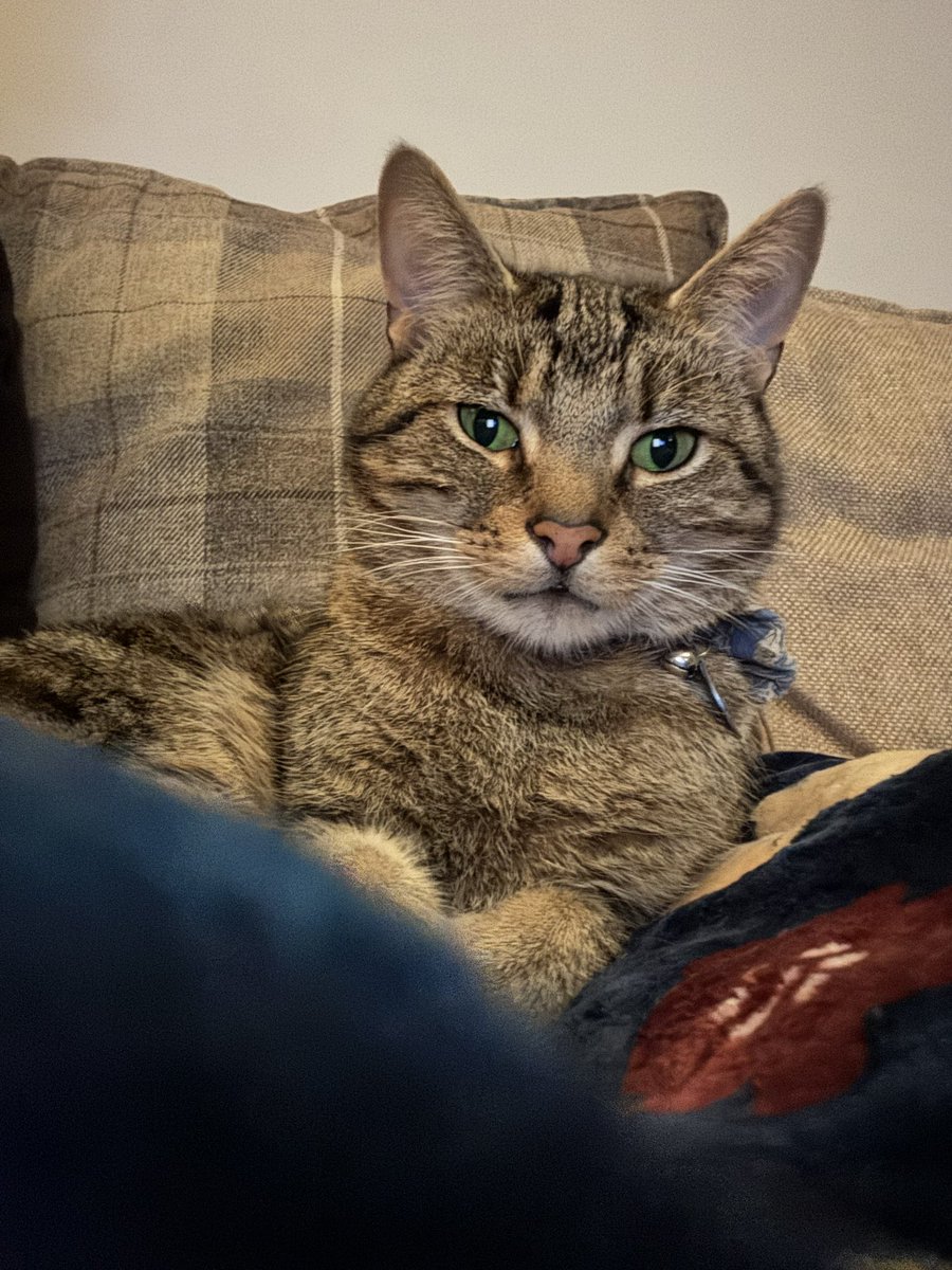 JojoL24's tweet photo. @WebboxPetFood what’s going on with your Cats Tuna Mousse? It can’t be found anywhere! I have a super fussy cat and it is all he will eat! 4 Morrisons before we found a tin! Please don’t say it’s been discontinued! Life won’t be worth living if Prince Eric can’t get his mousse! https://t.co/b41Q5qoHdx