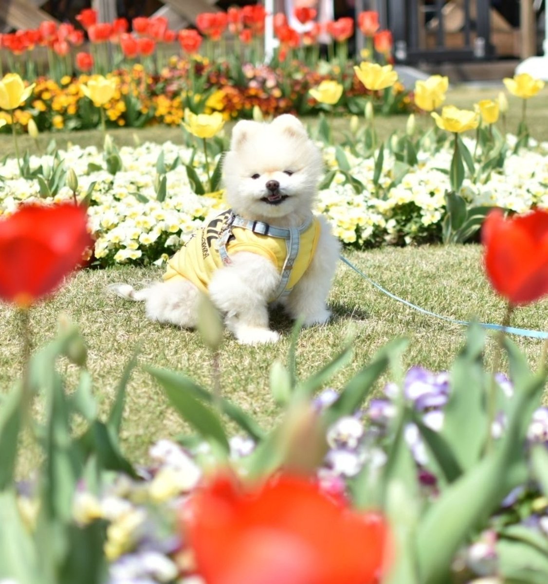 今日は「ごなのか」です

思い出の淡路島🐾
毎年冬は旅行でお泊まり
春は日帰りでおでかけ🚐
空気が綺麗でお花も綺麗で🌼
チャッピーはいつもニコニコで楽しそうでした🐶😊🌈