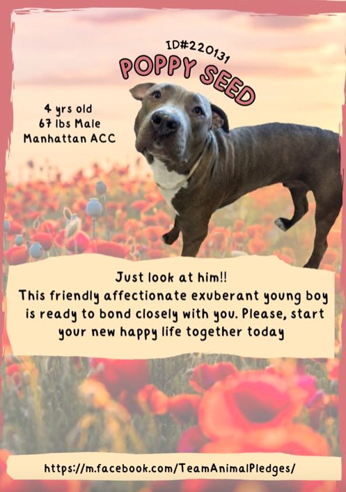 zjnov22's tweet photo. 💌Poppy Seed💖 🐕 #Manhattan ACC🚨 Lovely Poppy Seed
only has 1 photo and looks so sad💔 He needs to find his true
family asap❤️🩹 Please visit him at the shelter today if you can💓
🚨New Intake ✨ID #220131🌟 ♥️#AdoptDontShop♥️ #NYC https://t.co/42x0k517NM