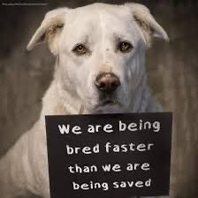 Vee_ee_'s tweet photo. @JDVance MR JD VANCE TX needs ur help or president trumps. Tx is in an emergency ANIMAL CRISIS ! worse than the CA FIRES. Tx is hiding the crisis and utilizing our tax payers money incorrectly please help us. I’m begging u to please let me to speak to someone who will listen https://t.co/sdAF3YquVI