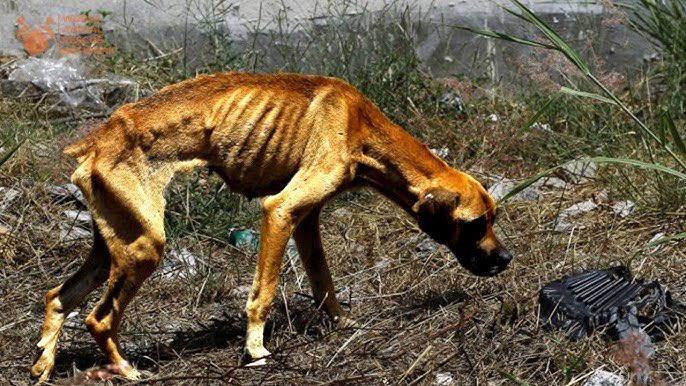 Vee_ee_'s tweet photo. @JDVance MR JD VANCE TX needs ur help or president trumps. Tx is in an emergency ANIMAL CRISIS ! worse than the CA FIRES. Tx is hiding the crisis and utilizing our tax payers money incorrectly please help us. I’m begging u to please let me to speak to someone who will listen https://t.co/sdAF3YquVI
