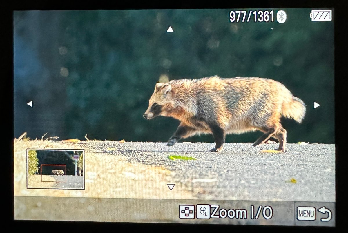 Highlight from Kasai Rinkai, a Racoon Dog!! タヌキ!

#Japan2025