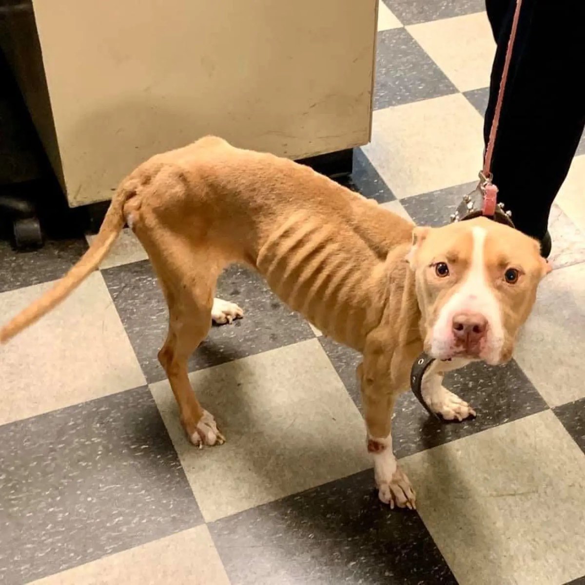 Vee_ee_'s tweet photo. @elonmusk ELON TEXAS needs ur help or president trumps. Tx is in an emergency ANIMAL CRISIS ! worse than the CA FIRES. Tx is hiding the crisis and utilizing our tax payers money incorrectly please help us. I’m begging u to please let me to speak to someone who will listen https://t.co/OmIXrhEmny