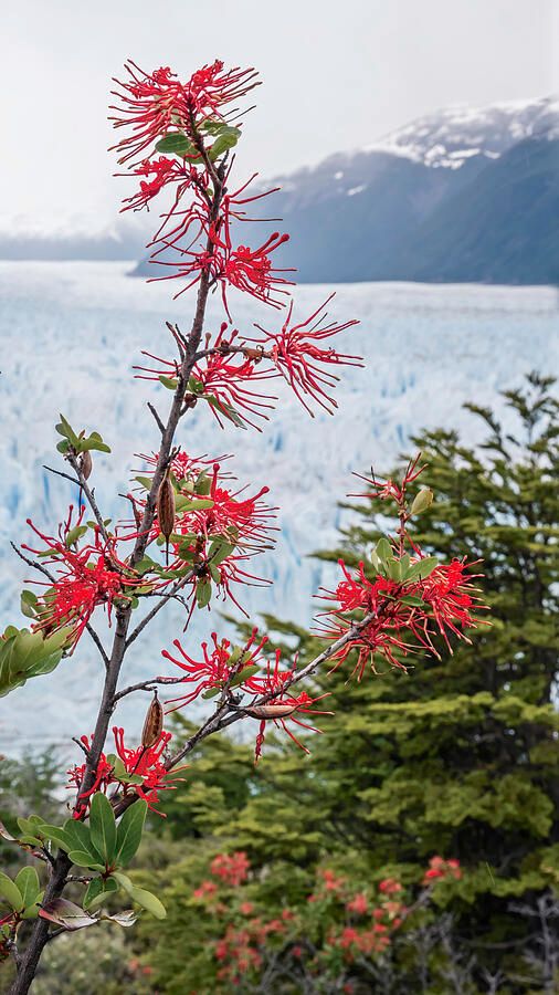 joancarroll's tweet photo. Fire Bush and Glacier Patagonia Argentina! https://t.co/InZOOO9UBb #patagonia #argentina #glacier #firebush #flowers #giftideas @joancarroll https://t.co/h1r0tQqk4V