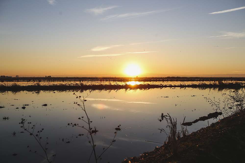 In winter, Northern California’s rice fields may look quiet, but beneath the surface, something incredible is happening. Roger Cornwell &amp; partners are turning fields into all-you-can-eat buffets, boosting survival rates for young salmon! 
norcalwater.org/2024/07/24/ben…