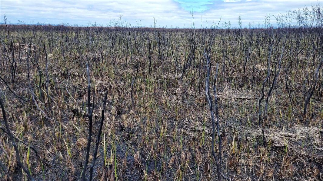 Signs of hope as Whangamarino Wetlands bounces back from fire.

The internationally significant Whangamarino Wetland has proven more resilient to fire than expected, thanks to the healthy state of the peatland before the blaze.

Read more: bit.ly/4giNLsF