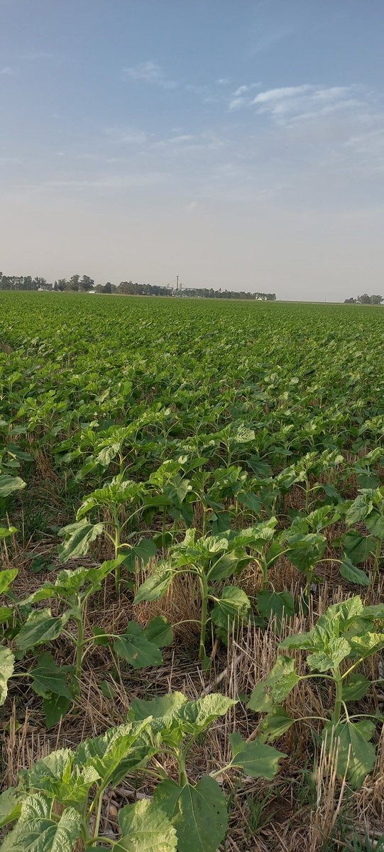 Matias Fik tweet media