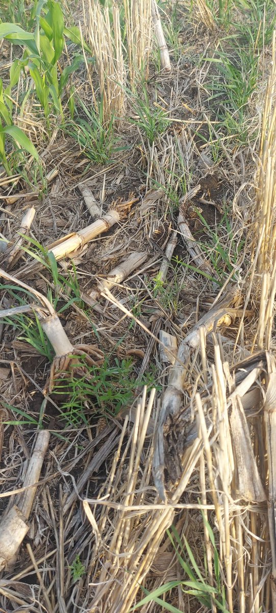 Matias Fik tweet media