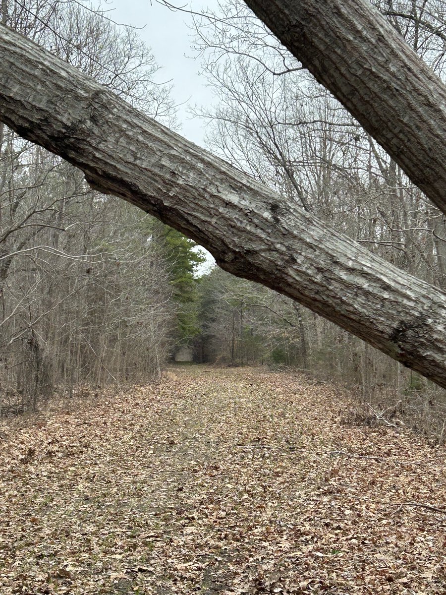 UNCL3MIK3MIK3's tweet photo. This still-hunt was more of a walk in the woods with my new @CondorOutdoor battle belt which is #UMMazing.
Walked 4.6-miles (35-miles YTD) on this WMA where I shot a wild hog 12-months ago. This WMA has the old Triple C rail bed bisecting the property.
I didn’t hunt this WMA during the 2024 deer season. The SCDNR improved some of the firebreak roads, so the walk was easy. Might have to hunt this WMA during this year’s deer season.