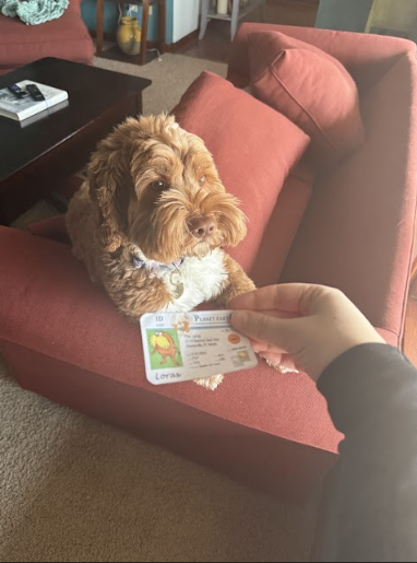 LucyRathke's tweet photo. This is my dog , and he is a k-strategist because he was born with a couple other offspring and cared for by his mother for a bit #apesecology @franklinlorax https://t.co/gOClM1pKMe