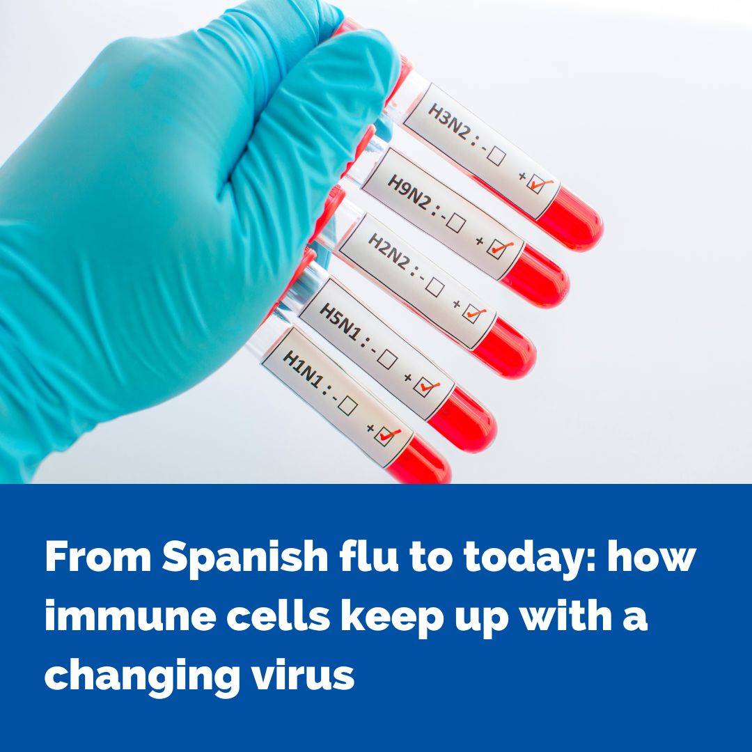 🚨 Flu breakthrough! 🚨 Researchers at <a href="/TheDohertyInst/">Doherty Institute</a> &amp; <a href="/MonashUni/">Monash University</a> have discovered immune cells that recognise flu viruses even as they mutate—a further step toward a universal flu vaccine. go.unimelb.edu.au/d7z8 <a href="/UniMelbMDHS/">UniMelb MDHS</a> <a href="/TheRMH/">The Royal Melbourne Hospital</a> <a href="/oanheei/">Oanh Nguyen</a> <a href="/Jamie_Rossjohn/">Prof. Jamie Rossjohn</a> <a href="/kedzierskalab/">Kedzierska Lab</a>