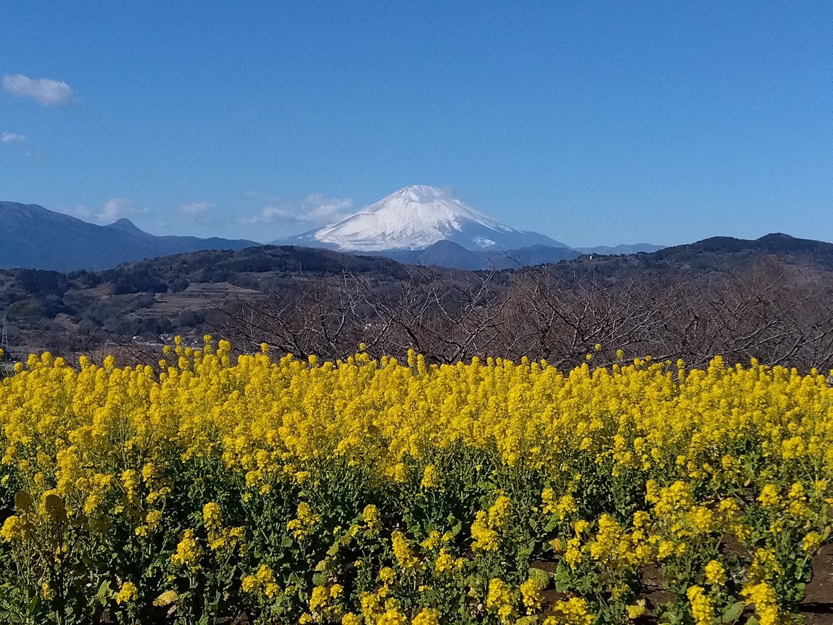 GreenwaterST's tweet photo. 吾妻山公園から菜の花越しに富士山がよく見えた🗻 #吾妻山公園 #富士山 #菜の花 #絶景 #美しい日本 https://t.co/zAGJT4aZqa