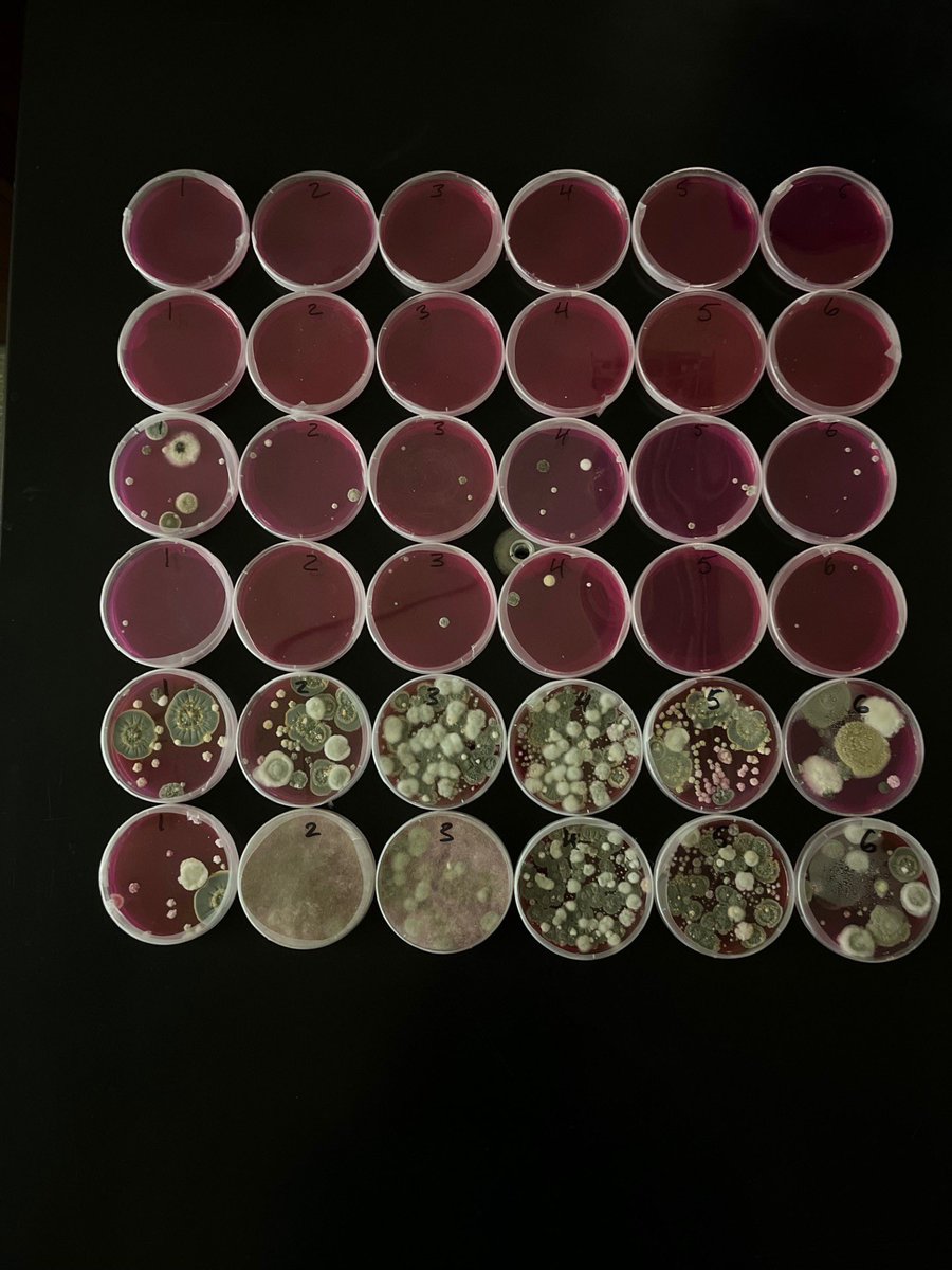 ScienceKS (@ksciencefest) on Twitter photo Fungal Ecology group will demonstrate how fungi can grow in building materials and will provide an opportunity to see these fungi under a microscope. Find them at the <a href="/ManhattanPL/">Manhattan Public Library</a> on April 26th and get close-up view of mycelium and spores through a microscope! Fungal Ecology group will demonstrate how fungi can grow in building materials and will provide an opportunity to see these fungi under a microscope. Find them at the <a href="/ManhattanPL/">Manhattan Public Library</a> on April 26th and get close-up view of mycelium and spores through a microscope!