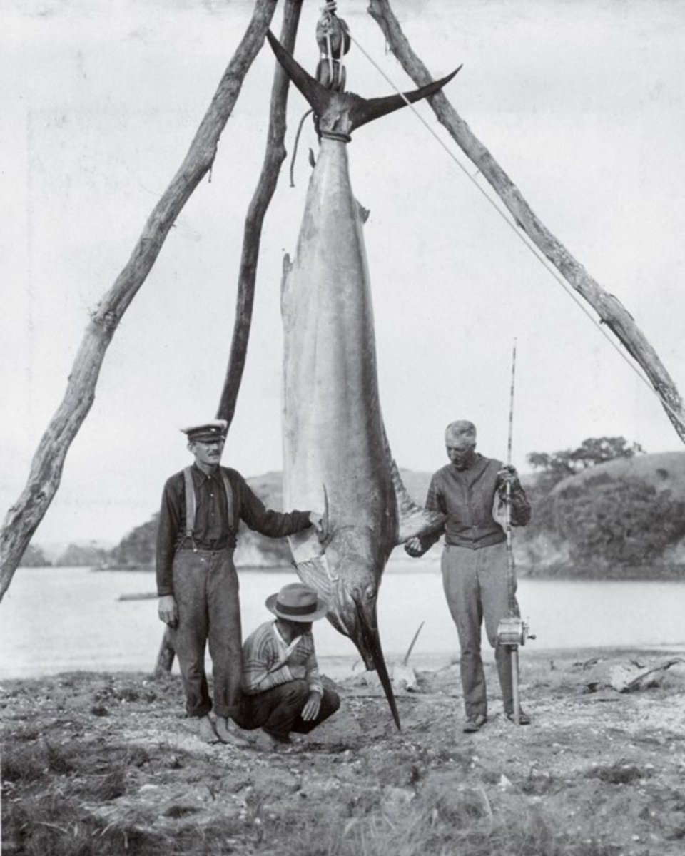 IGFA tweet media