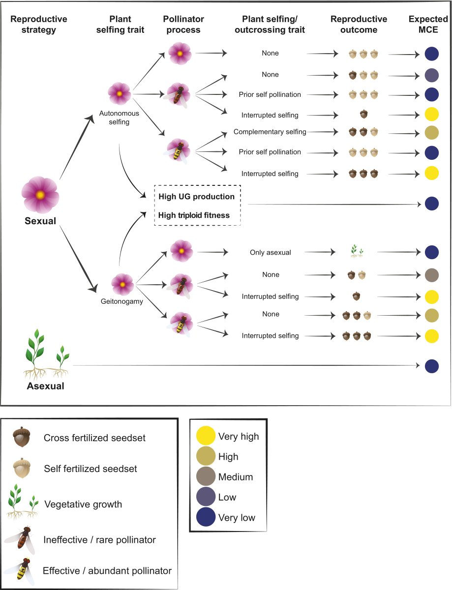 NewPhyt's tweet photo. The #ecology of #polyploid establishment and exclusion, with implications for polyploid #biogeography
A #Viewpoint by Wilhelm H. A. Osterman, James G. Hagan, Jeannette Whitton and Anne D. Bjorkman
📖 https://t.co/tgIoGkeU22 https://t.co/c7lI2quaTm