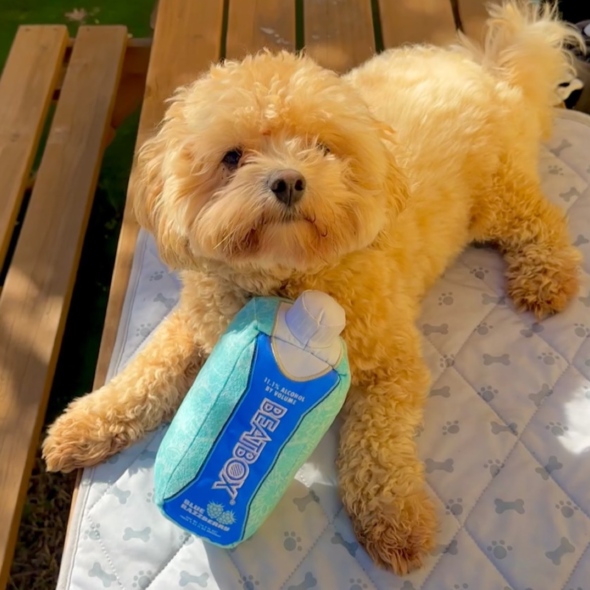 BeatboxBevs's tweet photo. who enjoyed watching Team Fluff take the win at the Puppy Game this past weekend? 🏈🐶

to celebrate all the adorable pups and kitties, we're giving you a chance to win a BeatBox Dog Toy! 🐾✨

Repost this, follow us, and tag your friends in the comments. 

we're picking 5️⃣0️⃣ winners so your furry friends can join in on the fun! 🐶🐱 🎉
