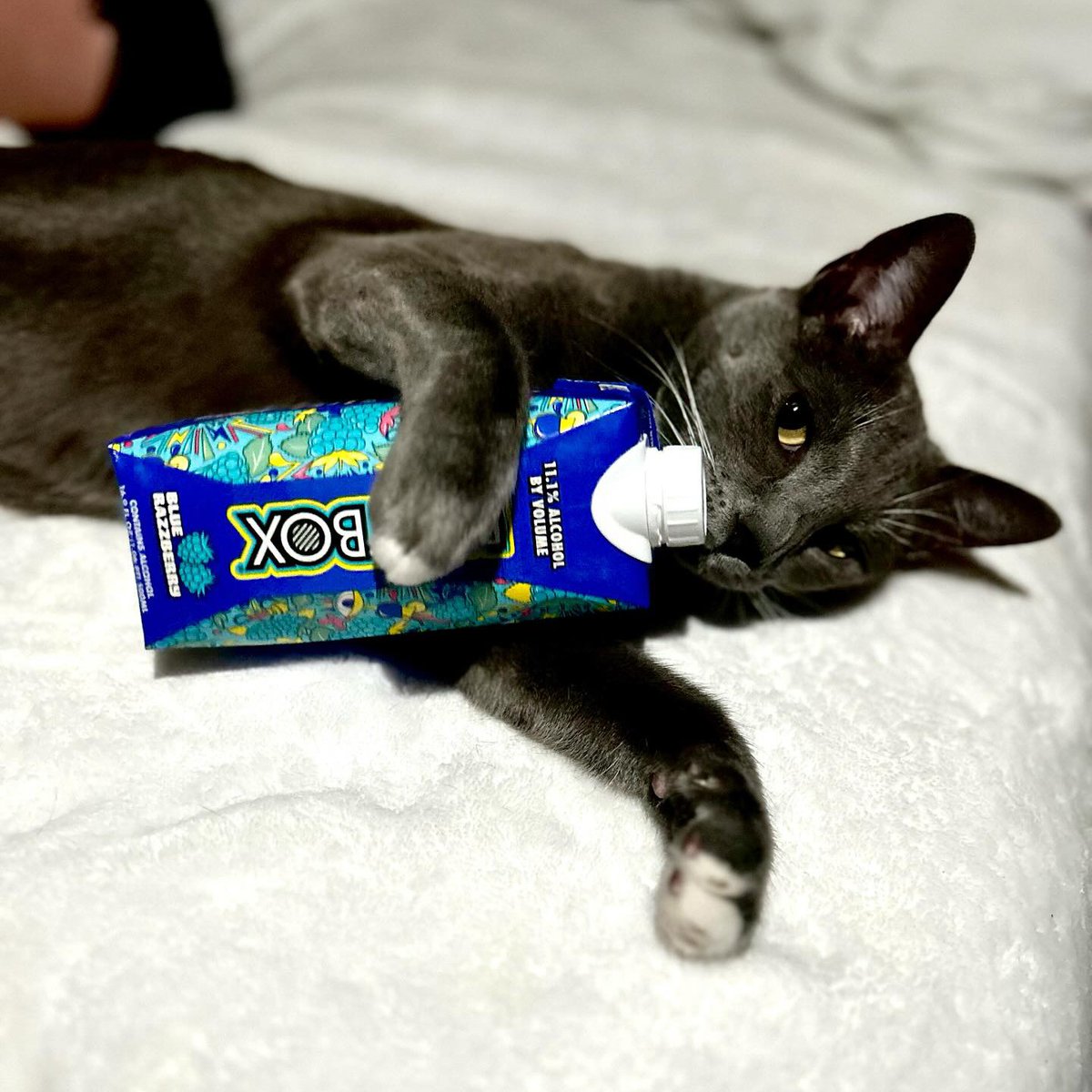 BeatboxBevs's tweet photo. who enjoyed watching Team Fluff take the win at the Puppy Game this past weekend? 🏈🐶

to celebrate all the adorable pups and kitties, we're giving you a chance to win a BeatBox Dog Toy! 🐾✨

Repost this, follow us, and tag your friends in the comments. 

we're picking 5️⃣0️⃣ winners so your furry friends can join in on the fun! 🐶🐱 🎉