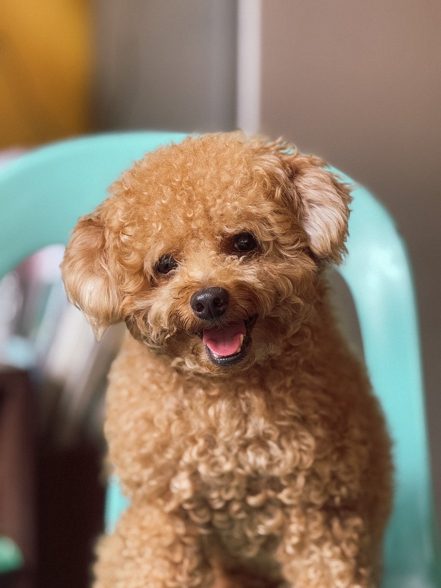 prexuzred's tweet photo. he is adorable, right? https://t.co/lMCoopLwYY